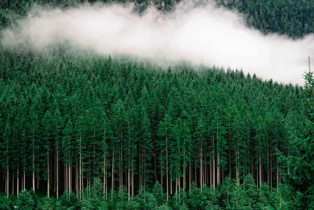 dense-forest-with-tall-pine-trees-fog-it